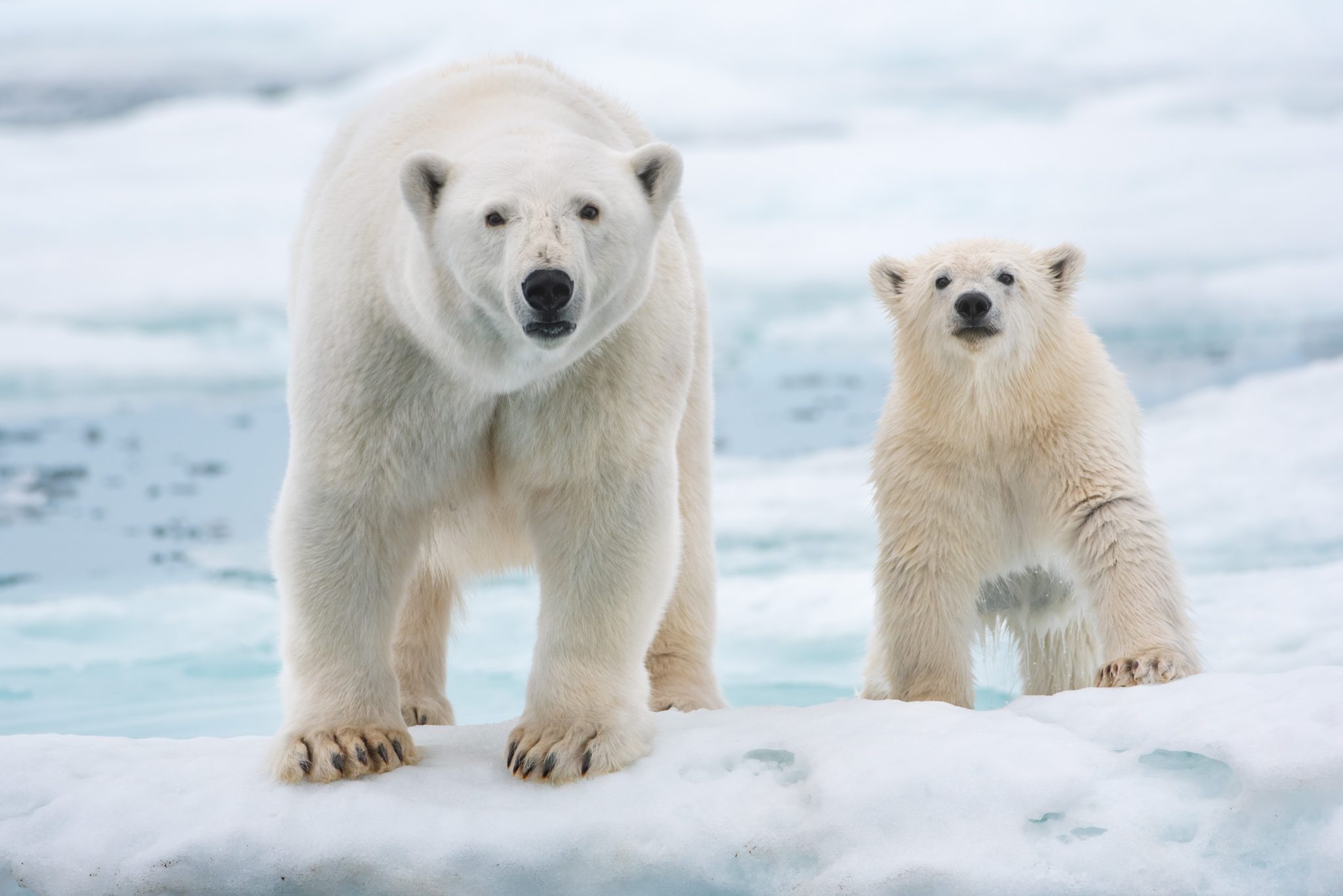 Disney Celebrates Earth Month 2026 With New Nat Geo Content And Initiatives