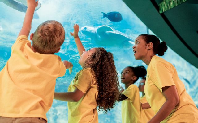 SeaWorld Orlando Discounts Summer Day Camps By 20% — Here’s How To Save