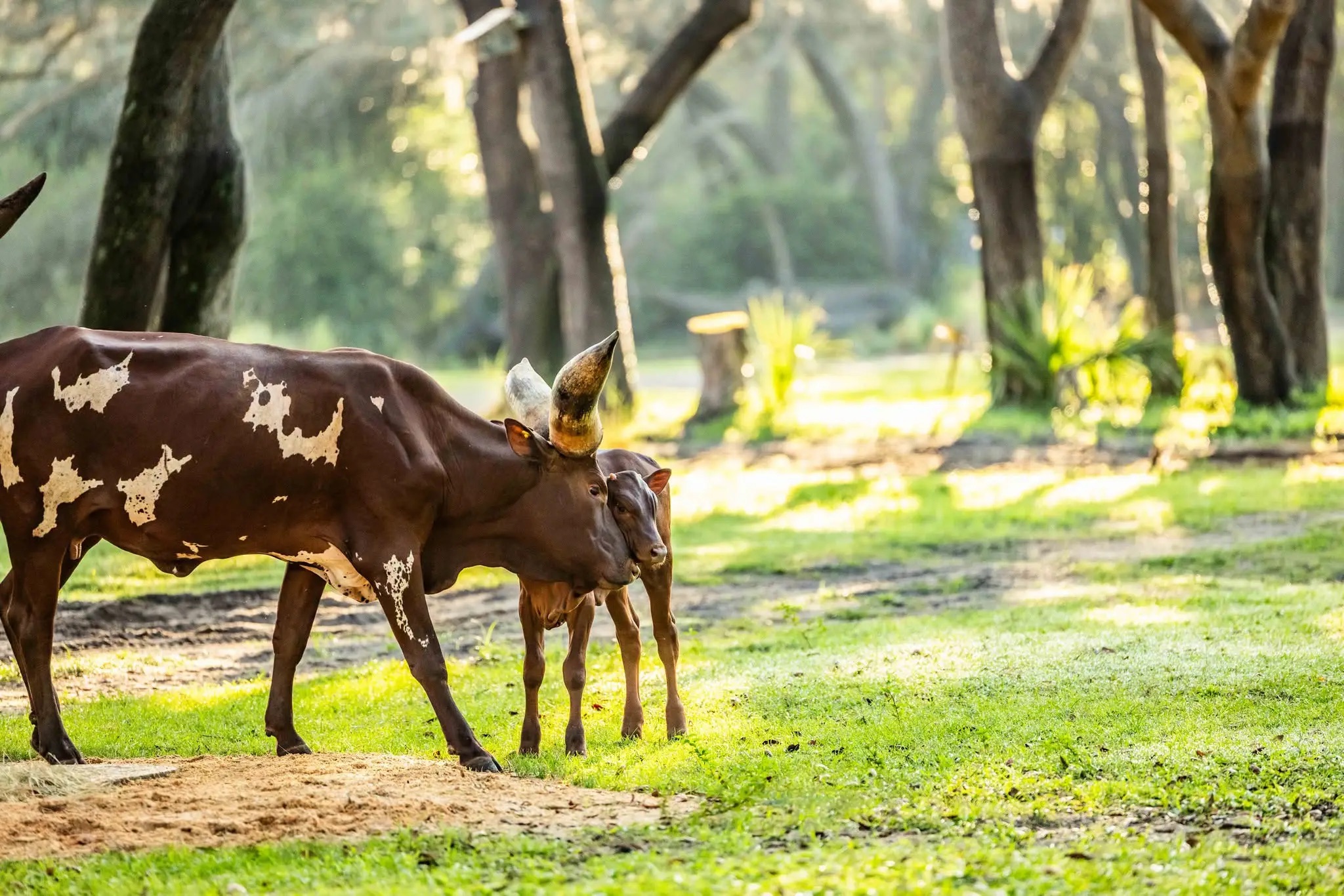 There’s A New Baby To Spot On Kilimanjaro Safaris At Disney’s Animal Kingdom