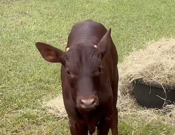 Raisin the Ankole Calf Just Joined the Disney World Family, and the Name Is Not a Coincidence
