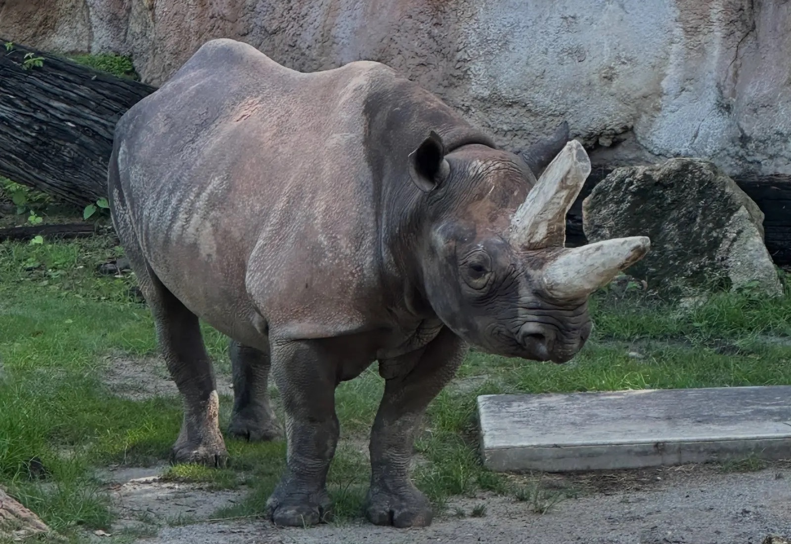 Animal Kingdom Welcomed a Rare Black Rhino and Here Is How to Spot Her